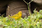 Yellow Warbler (Setophaga petecchia)