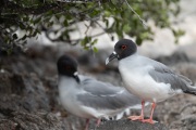 Swallow-tailed Gulls (Creagrus furcatus)