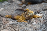 Galapagos Land Iguana (Conolophus subcristatus)