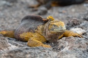 Galapagos Land Iguana (Conolophus subcristatus)