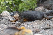 Galapagos Land Iguana (Conolophus subcristatus)
