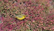 Yellow Warbler (Setophaga petecchia)