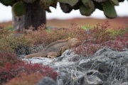 Galapagos Land Iguana (Conolophus subcristatus)