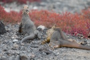 Galapagos Land Iguana (Conolophus subcristatus)