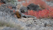 Galapagos Land Iguana (Conolophus subcristatus)