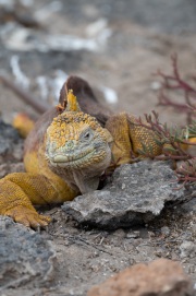Galapagos Land Iguana (Conolophus subcristatus)