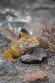 Galapagos Land Iguana (Conolophus subcristatus)