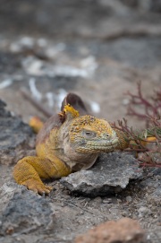 Galapagos Land Iguana (Conolophus subcristatus)