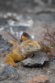 Galapagos Land Iguana (Conolophus subcristatus)