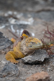 Galapagos Land Iguana (Conolophus subcristatus)