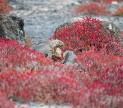 Galapagos Land Iguana (Conolophus subcristatus)
