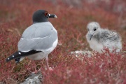 Swallow-tailed Gulls (Creagrus furcatus)