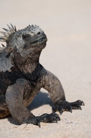 Galapagos Marine Iguana (Amblyrhynchus cristatus)