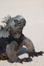 Galapagos Marine Iguana (Amblyrhynchus cristatus)
