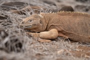 Galapagos Land Iguana (Conolophus subcristatus)