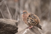 Galapagos Dove (Zenaida galapagoensis)