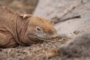 Galapagos Land Iguana (Conolophus subcristatus)