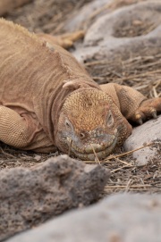 Galapagos Land Iguana (Conolophus subcristatus)