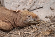 Galapagos Land Iguana (Conolophus subcristatus)