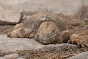 Galapagos Land Iguana (Conolophus subcristatus)