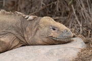 Galapagos Land Iguana (Conolophus subcristatus)