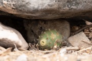 Galapagos Rice Rat (Oryzomys galapagoensis)