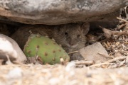 Galapagos Rice Rat (Oryzomys galapagoensis)