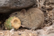 Galapagos Rice Rat (Oryzomys galapagoensis)