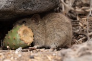 Galapagos Rice Rat (Oryzomys galapagoensis)