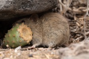 Galapagos Rice Rat (Oryzomys galapagoensis)