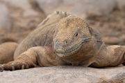 Galapagos Land Iguana (Conolophus subcristatus)