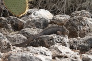 Galapagos Marine Iguana (Amblyrhynchus cristatus)