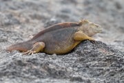 Galapagos Land Iguana (Conolophus subcristatus)