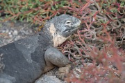 Galapagos Land Iguana (Conolophus subcristatus)