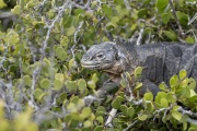 Galapagos Land Iguana (Conolophus subcristatus)