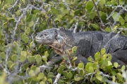 Galapagos Land Iguana (Conolophus subcristatus)