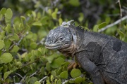 Galapagos Land Iguana (Conolophus subcristatus)