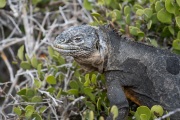 Galapagos Land Iguana (Conolophus subcristatus)