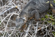 Galapagos Land Iguana (Conolophus subcristatus)