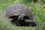 Galapagos Tortoise (Chelonoidis porteri)