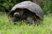 Galapagos Tortoise (Chelonoidis porteri)