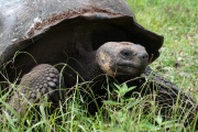 Galapagos Tortoise (Chelonoidis porteri)