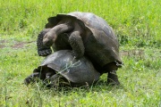 Galapagos Tortoise (Chelonoidis porteri)