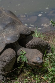 Galapagos Tortoise (Chelonoidis porteri)