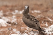 Juvenile Red-footed Booby (Sula sula)