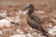 Juvenile Red-footed Booby (Sula sula)