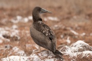 Juvenile Red-footed Booby (Sula sula)