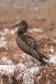Juvenile Red-footed Booby (Sula sula)