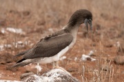 Juvenile Red-footed Booby (Sula sula)
