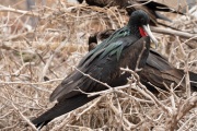 Great Frigatebird (Fregata minor)